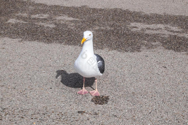 白色的鸟海鸥使摆姿势向一大街
