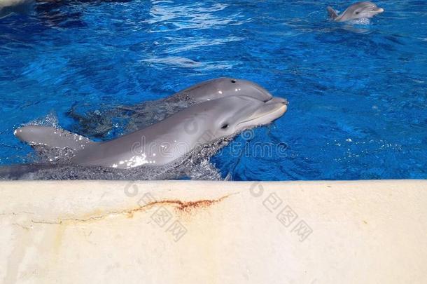 海豚采用弗罗里达州