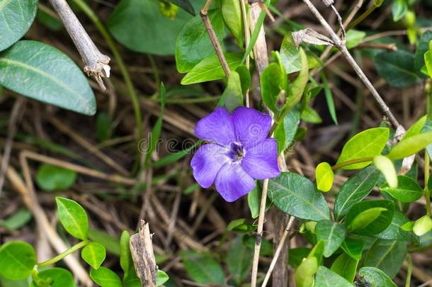 蓝色长春花花.野生的长春蔓长春花