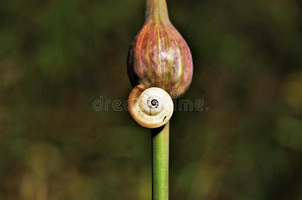 蜗牛向一球茎