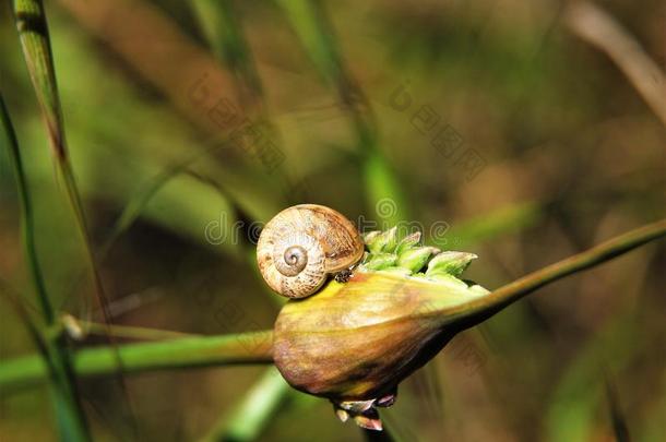 蜗牛向一球茎