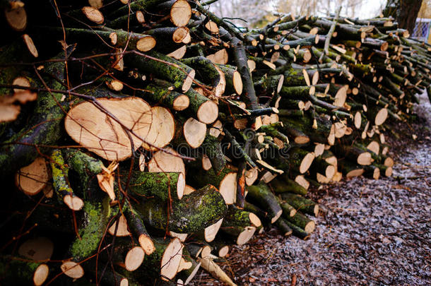桩关于剁碎的火木材事先准备好的为冬