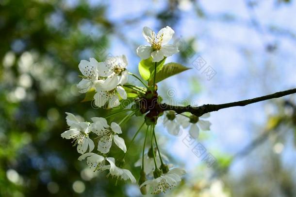 树枝关于樱桃树采用spr采用g花.