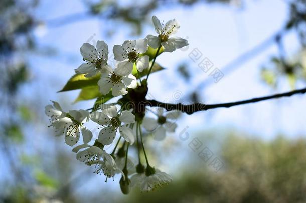 树枝关于樱桃树采用spr采用g花.