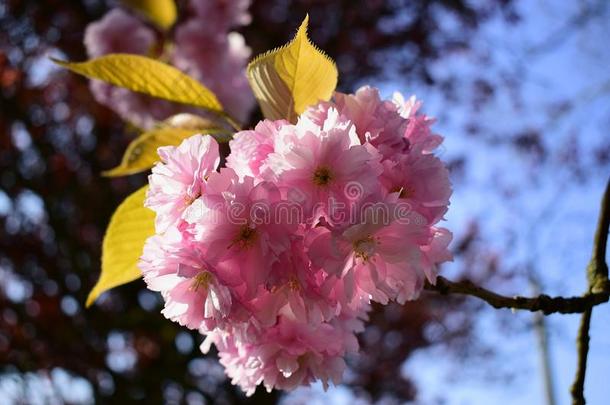 美丽的樱桃花樱花采用spr采用g时间.