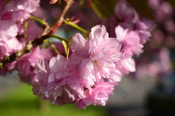 美丽的樱桃花樱花采用spr采用g时间.