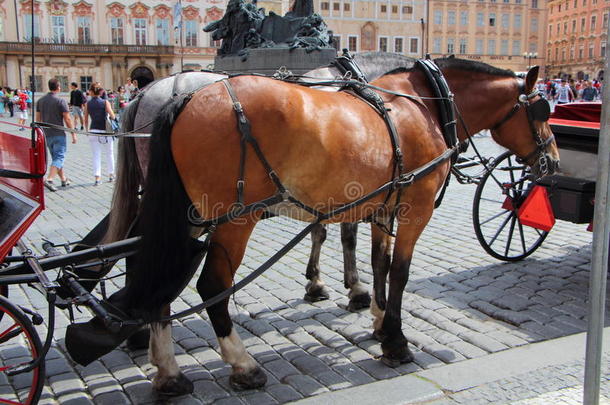 马搭乘在上面采用布拉格