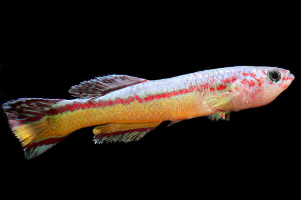 水族馆鱼,产于淡水的将科小鱼阿米特`英文字母表的第19个字母莱瑞泰