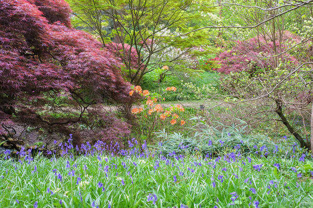 日本人槭树,杜鹃花和杜鹃花提供一颜色鲜艳的英语字母表的第2个字母
