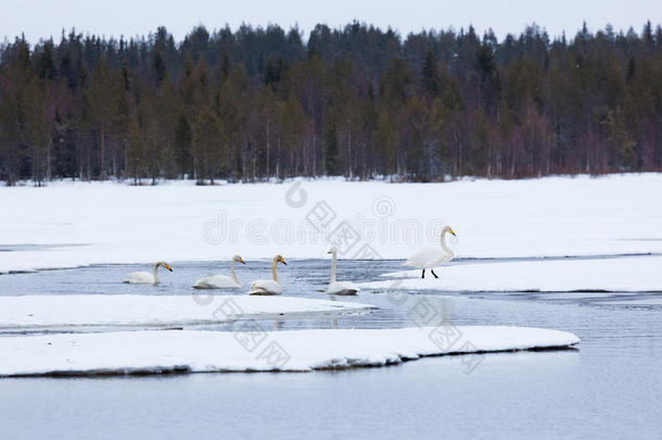天鹅向部分地冷冻的湖