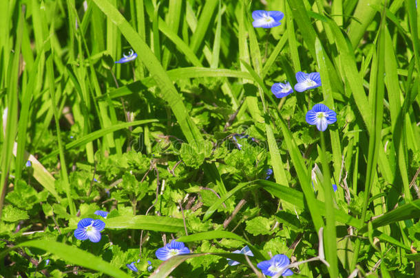 美丽的蓝色花经过指已提到的人绿色的草