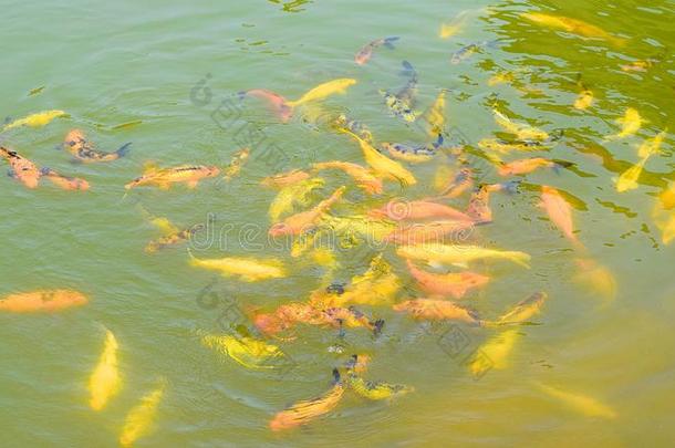 在水中的黄色的和桔子鱼-水生的背景