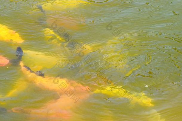 游泳黄色的和桔子鱼在下面水-水生的背景