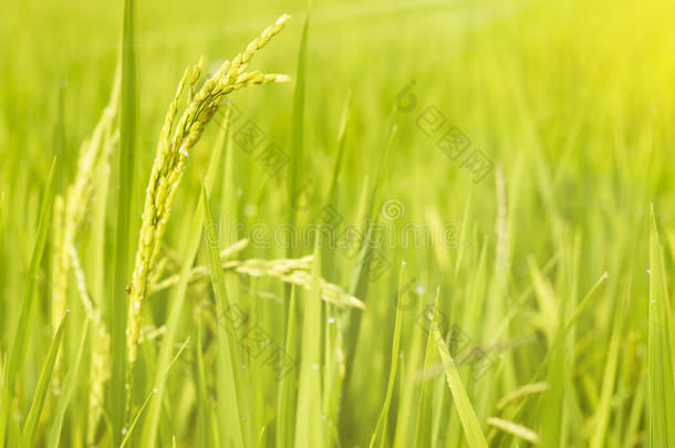 稻田采用北方泰国,自然食物风景背景