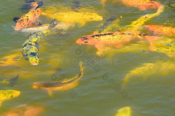 游泳黄色的和桔子鱼在下面水-水生的背景