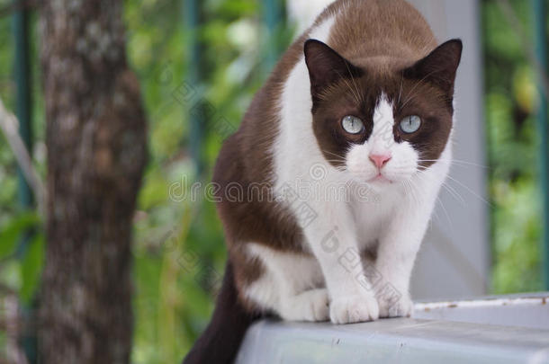 指已提到的人白色的棕色的猫是（be的三单形式目不转睛的不眨眼睛