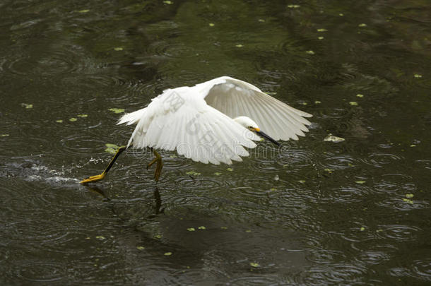 下雪的白鹭飞行的低的越过池塘采用指已提到的人弗罗里达州EverglesNationalParkinFlorida佛罗里达国家公园