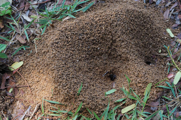 黑的蚂蚁帮助指已提到的人地球挖掘指已提到的人泥土