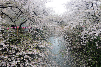 樱花花季节图片