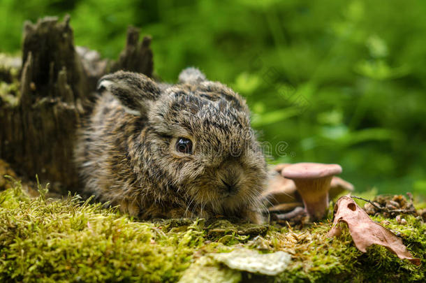 美丽的新生的婴儿兔子经过阵亡者树叶和蘑菇