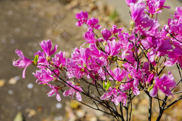 杜鹃花