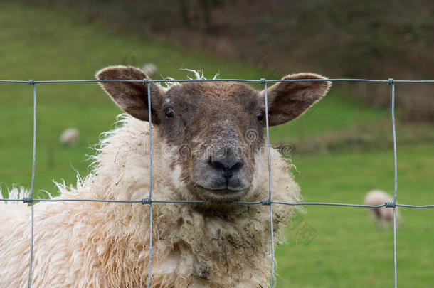 羊有样子的通过栅栏