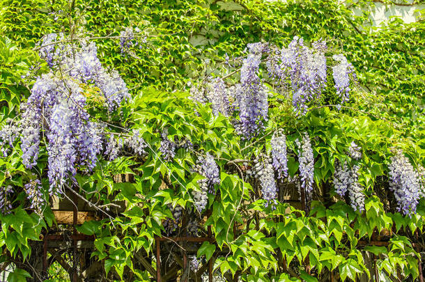 淡紫色的紫罗兰柴藤灌木攀登的花,户外的关在上面