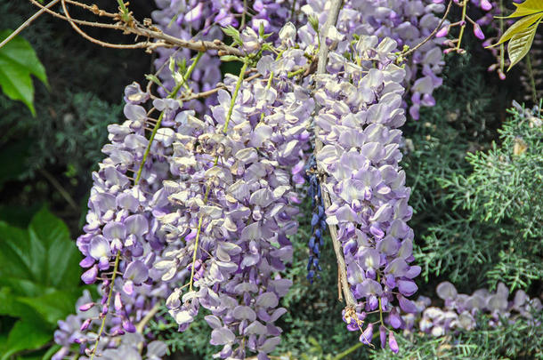 淡紫色的紫罗兰柴藤灌木攀登的花,户外的关在上面