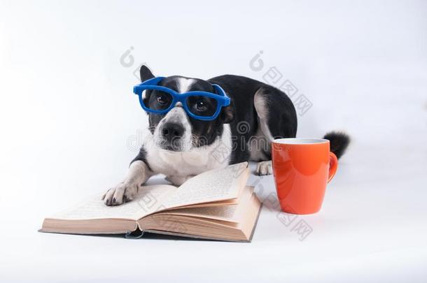 混合的产狗阅读一书