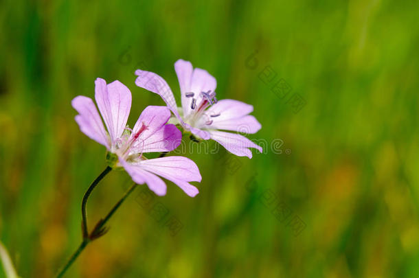 特写镜头关于粉红色的开花玉米鸡