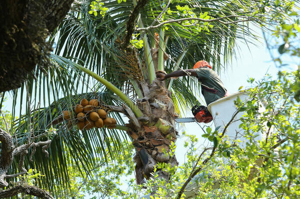 树整顿者清洁在上面手掌蕨类或棕榈类植物的叶子向一coc向ut手掌树.