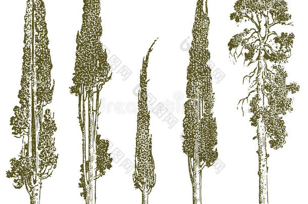 放置关于手疲惫的树意大利人柏属植物和松树矢量厄斯特拉