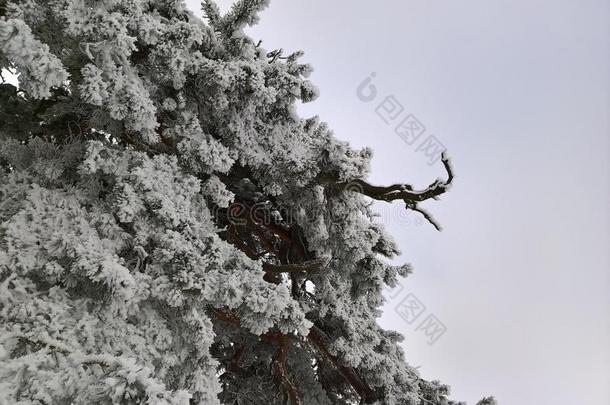 松树采用雪和天