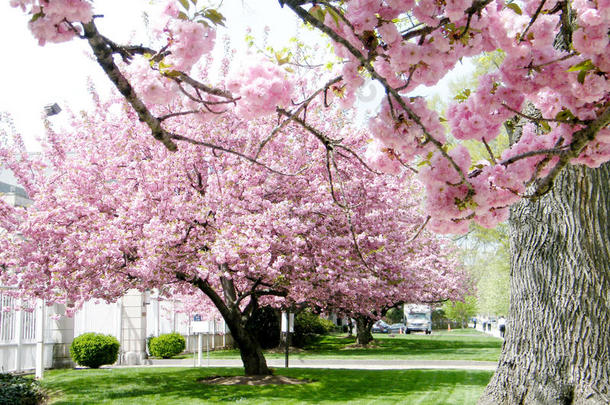 华盛顿樱花树2010