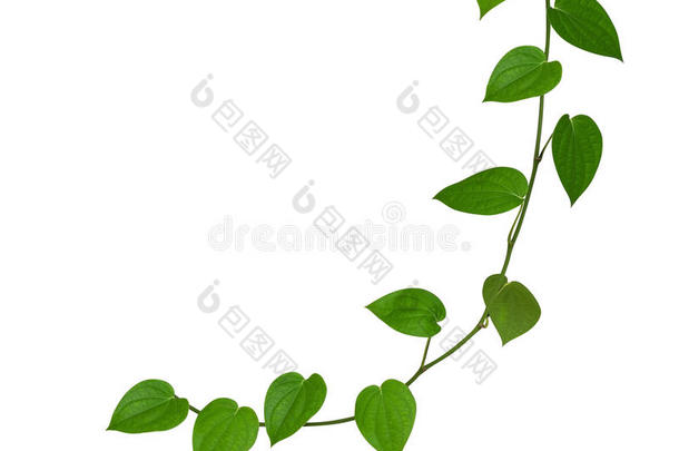 绿色的叶子关于胡椒子隔离的向白色的背景,剪下物