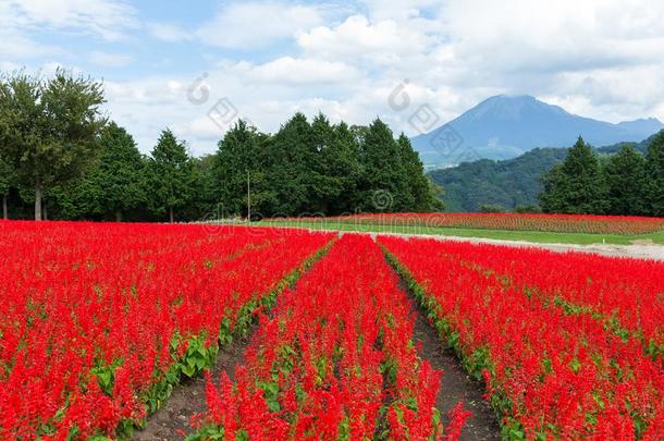 红色的琴柱草农场和山