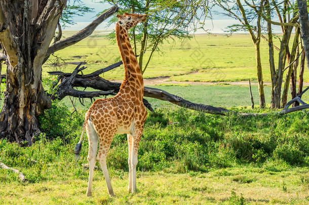 乌干达人长颈鹿吃草采用无树大草原