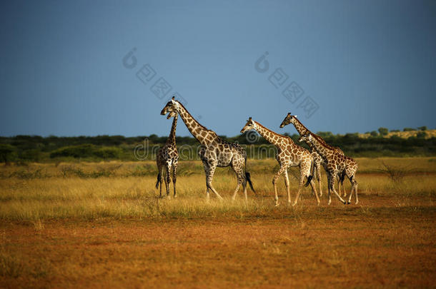 世界高的哺乳动物;<strong>网状</strong>的长颈鹿