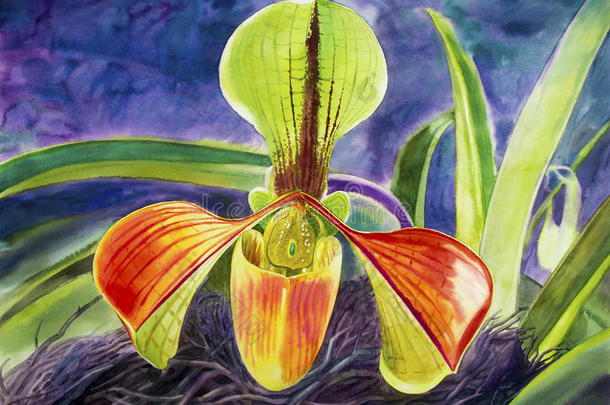 水彩绘画富有色彩的兰花关于兜兰绒毛膜flores花