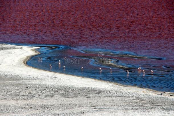 红色的环礁湖玻利维亚条子毛绒