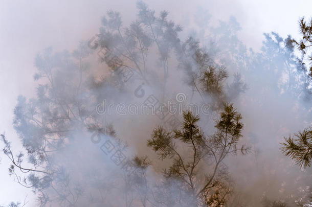 树采用一烟look采用g喜欢<strong>密集</strong>的雾