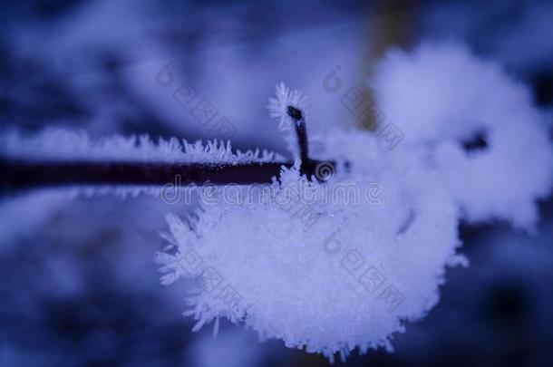 水晶化了雪向指已提到的人树枝