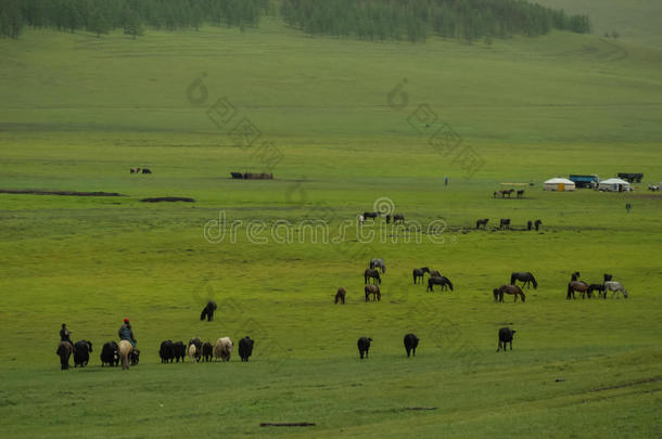 蒙古的风景和马和蒙古包