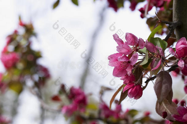 粉红色的花,成果树春季花背景.