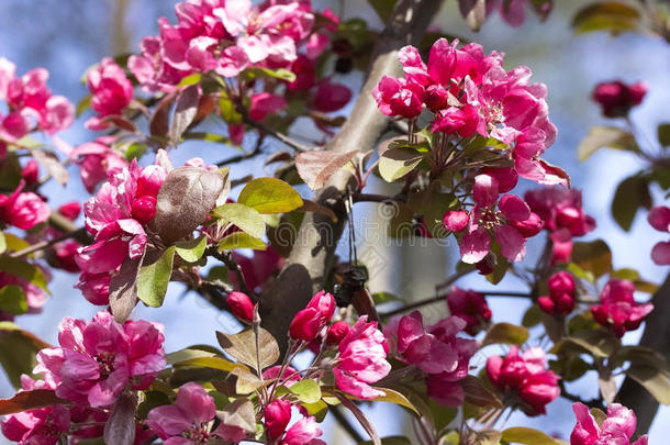 粉红色的花,成果树<strong>春季</strong>花背景.