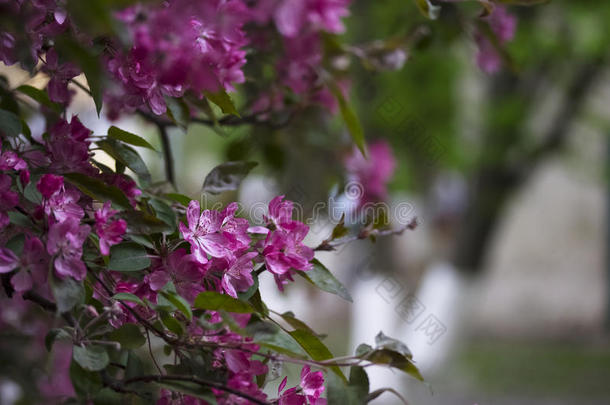 粉红色的花,成果树春季花背景.