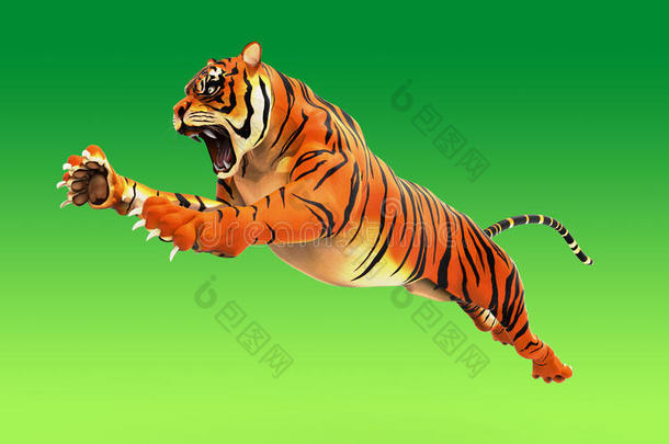 危险的孟加拉生丝老虎<strong>吼</strong>声和用于跳跃的隔离的