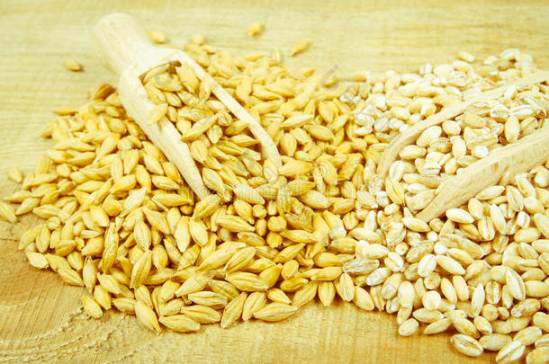 大麦谷物或种子和珍珠大麦.