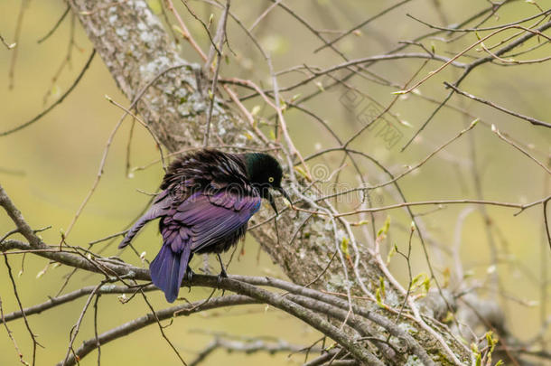 普通的紫拟椋鸟叫喊