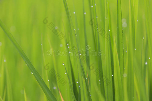 关-在上面雨水落下或水珠落下向绿色的稻田.